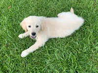 Sundance , a female English Cream Golden Retriever for sale in Raymond, MS – Photo 1 of 2