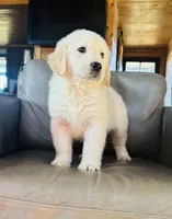 Sundance , a female English Cream Golden Retriever for sale in Raymond, MS – Photo 2 of 2
