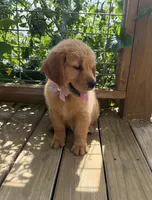 AKC Scarlett, a female Golden Retriever for sale in Raymond, MS – 3 of 6