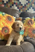 💕AKC Cayenne 💕 - House Training Started! , a female Golden Retriever for sale in Raymond, MS – 2 of 5