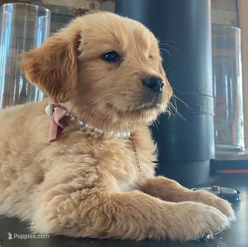 AKC Marigold  – Golden Retriever puppy for sale in Raymond, MS