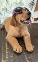 AKC Scarlett, a female Golden Retriever for sale in Raymond, MS – 5 of 6