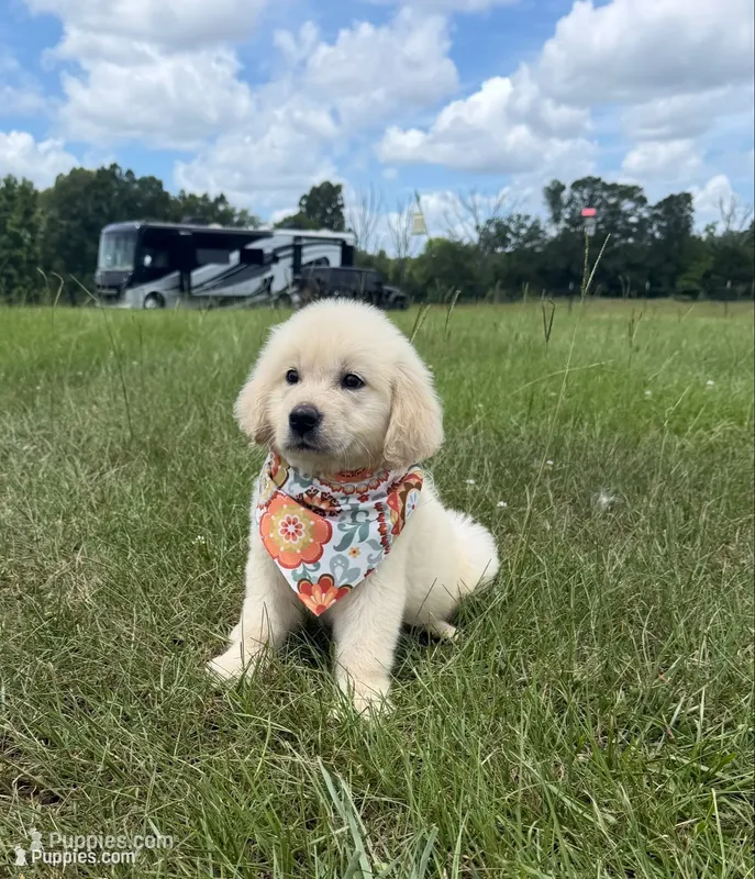  Halo ✨ — Ukrainian Mini (full-blooded, no mixes)  – Miniature Golden Retriever puppy for sale in Raymond, MS