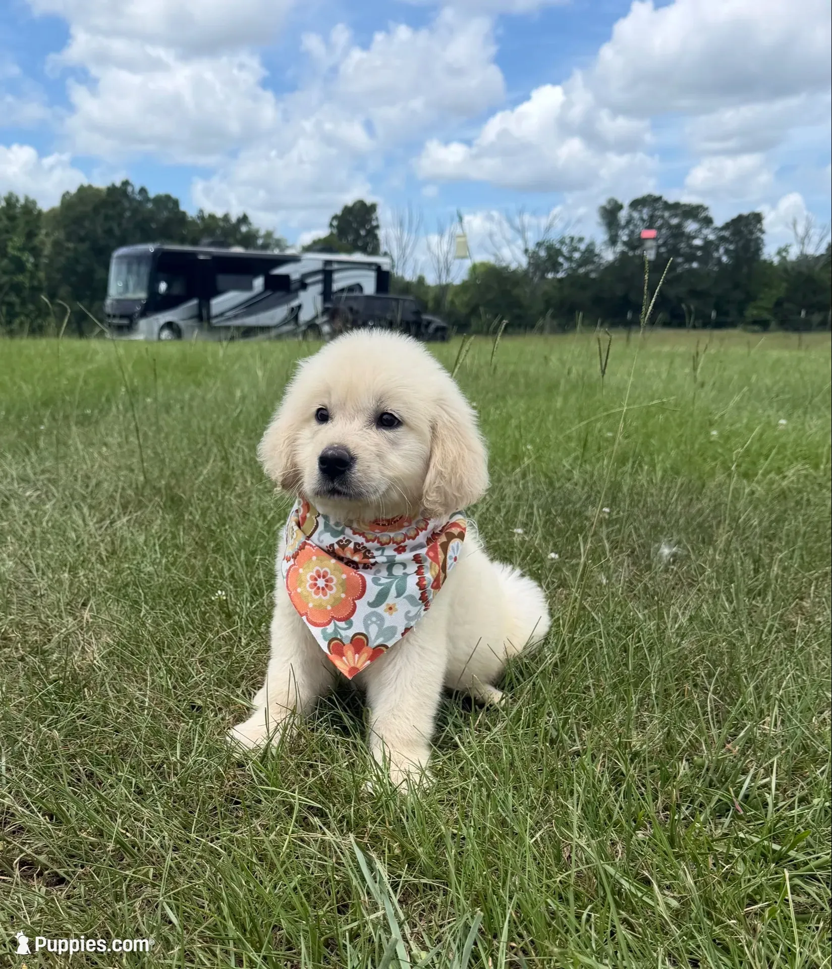  Halo ✨ — Ukrainian Mini (full-blooded, no mixes) , a female Miniature Golden Retriever for sale in Raymond, MS – 1 of 7
