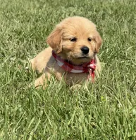 AKC Cajun, a male Golden Retriever for sale in Raymond, MS – 2 of 7