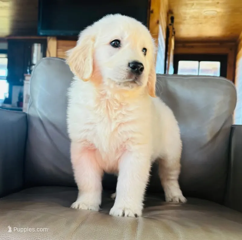 AKC River – Golden Retriever puppy for sale in Raymond, MS