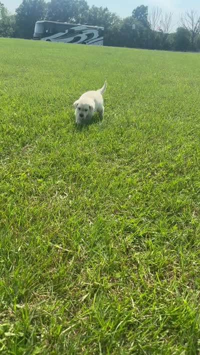 AKC Prince Fluffington (Prince) , a male Miniature Golden Retriever for sale in Raymond, MS – 7 of 7