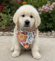 AKC Elsa, a female English Cream Golden Retriever for sale in Raymond, MS – 5 of 5