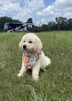 AKC Stardust, a female Golden Retriever for sale in Raymond, MS – 10 of 10