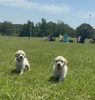 AKC Sundance , a female Golden Retriever for sale in Raymond, MS – 4 of 5