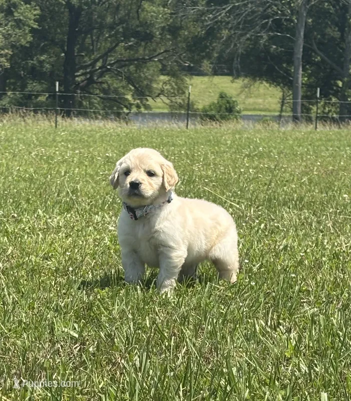 Sundance  – Golden Retriever puppy for sale in Raymond, MS