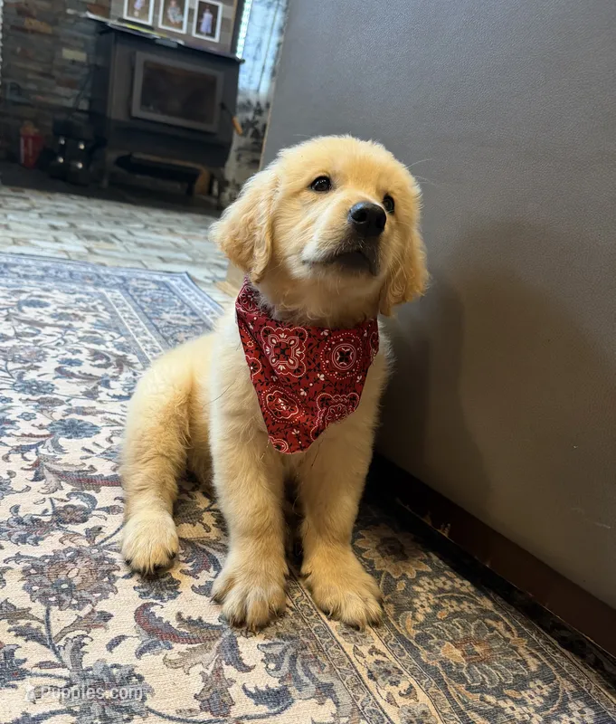 AKC Ollie — House training started!! 🧡 – Golden Retriever puppy for sale in Raymond, MS