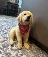 AKC Ollie — House training started!! 🧡, a male Golden Retriever for sale in Raymond, MS – 1 of 4