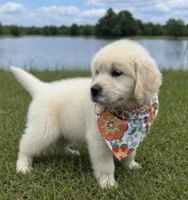 AKC Elsa, a female English Cream Golden Retriever for sale in Raymond, MS – 3 of 5