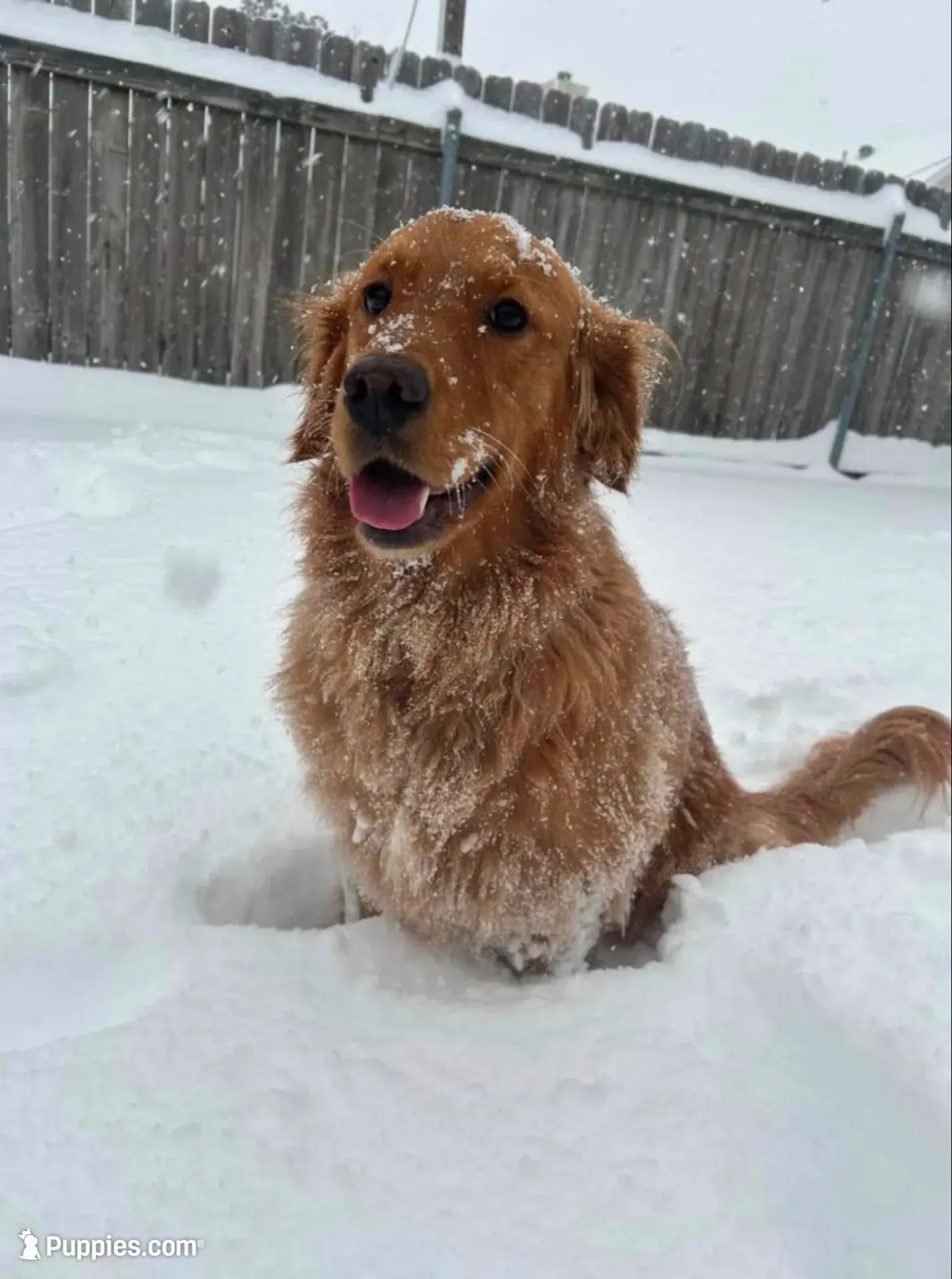 🎀 AKC’s Cindy-Lou  🎀 , a female Golden Retriever for sale in Raymond, MS – 10 of 10