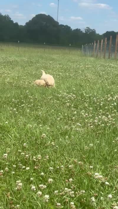 AKC Rosebud , a female Miniature Golden Retriever for sale in Raymond, MS – 4 of 4