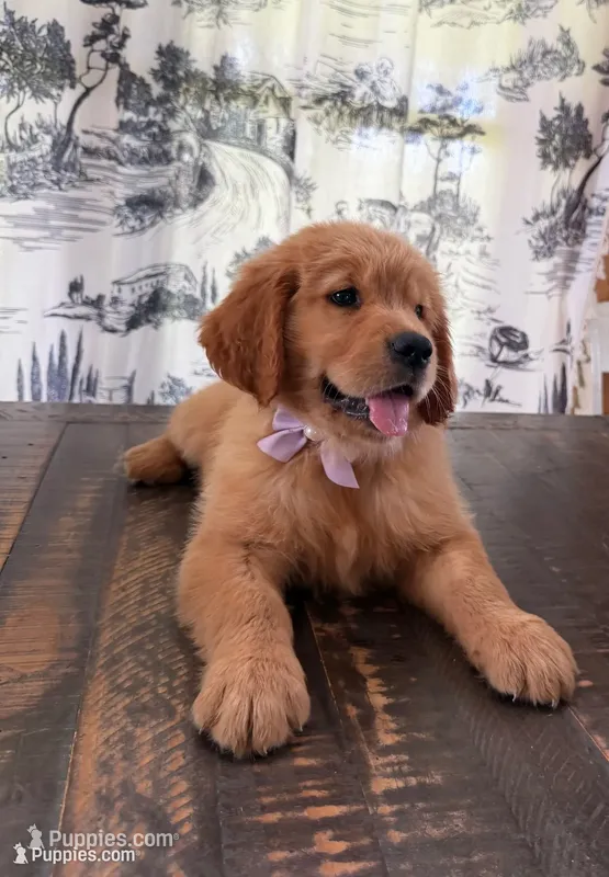 🎀 AKC’s Cindy-Lou  🎀 , a female Golden Retriever for sale in Raymond, MS – 1 of 10