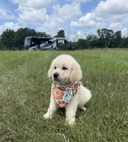 AKC Stardust, a female Golden Retriever for sale in Raymond, MS – 6 of 10