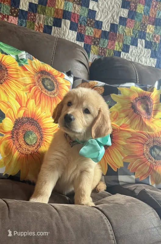 💕AKC Cayenne 💕 - House Training Started!  – Golden Retriever puppy for sale in Raymond, MS