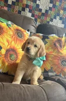 💕AKC Cayenne 💕 - House Training Started! , a female Golden Retriever for sale in Raymond, MS – 1 of 5