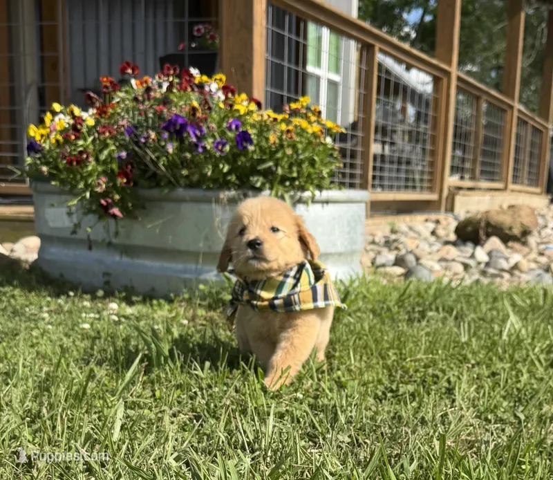 AKC Tumbleweed  – Golden Retriever puppy for sale in Raymond, MS