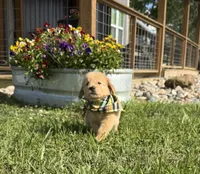 AKC Tumbleweed , a male Golden Retriever for sale in Raymond, MS – 1 of 8