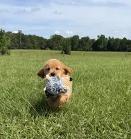 💕AKC Annie Oakley  💕 , a female Golden Retriever for sale in Raymond, MS – 8 of 8