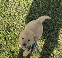 AKC Tumbleweed , a male Golden Retriever for sale in Raymond, MS – 5 of 8