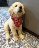 AKC Ollie — House training started!! 🧡, a male Golden Retriever for sale in Raymond, MS – 3 of 4