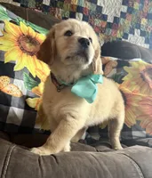 💕AKC Cayenne 💕 - House Training Started! , a female Golden Retriever for sale in Raymond, MS – 3 of 5