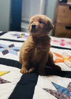 AKC Gunner , a male Golden Retriever for sale in Raymond, MS – 2 of 6