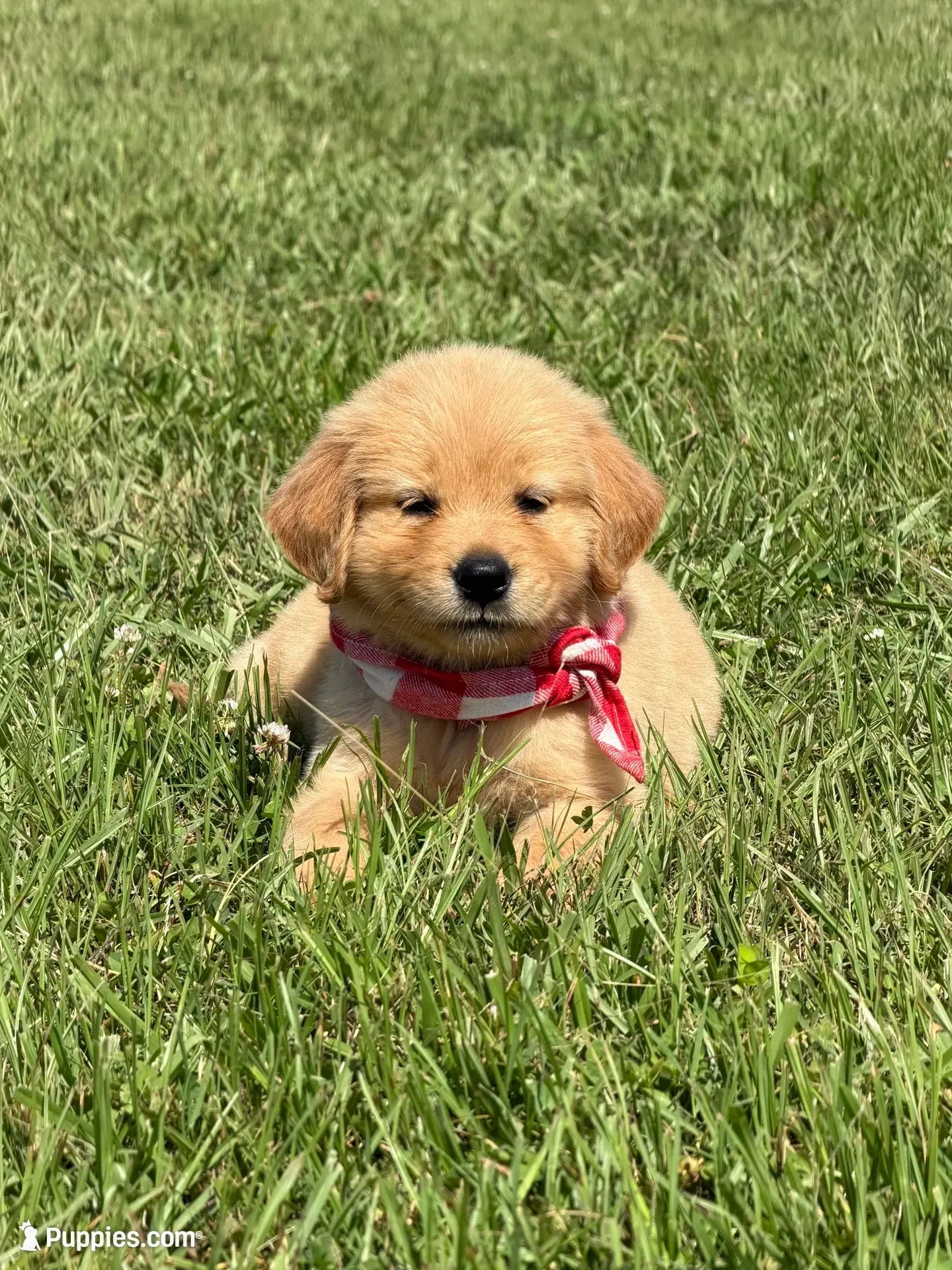 🎁 AKC’s ELF 🎁 , a male Golden Retriever for sale in Raymond, MS – 8 of 10