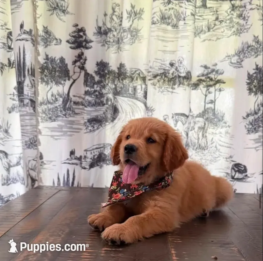 🎄 AKC’s Kringle! 🎄 , a male Golden Retriever for sale in Raymond, MS – 1 of 10