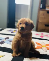 AKC Gunner , a male Golden Retriever for sale in Raymond, MS – 5 of 6