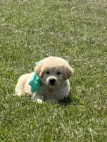 AKC Pixie, a female Miniature Golden Retriever for sale in Raymond, MS – 2 of 3
