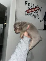 Gucci , a male French Bulldog for sale in Phoenix, AZ – 4 of 4