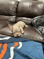 Gucci , a male French Bulldog for sale in Phoenix, AZ – 3 of 4