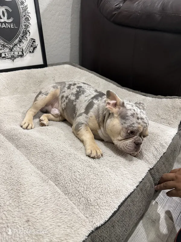 Bape  – French Bulldog puppy for sale in Phoenix, AZ