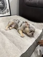 Bape , a male French Bulldog for sale in Phoenix, AZ – 1 of 3