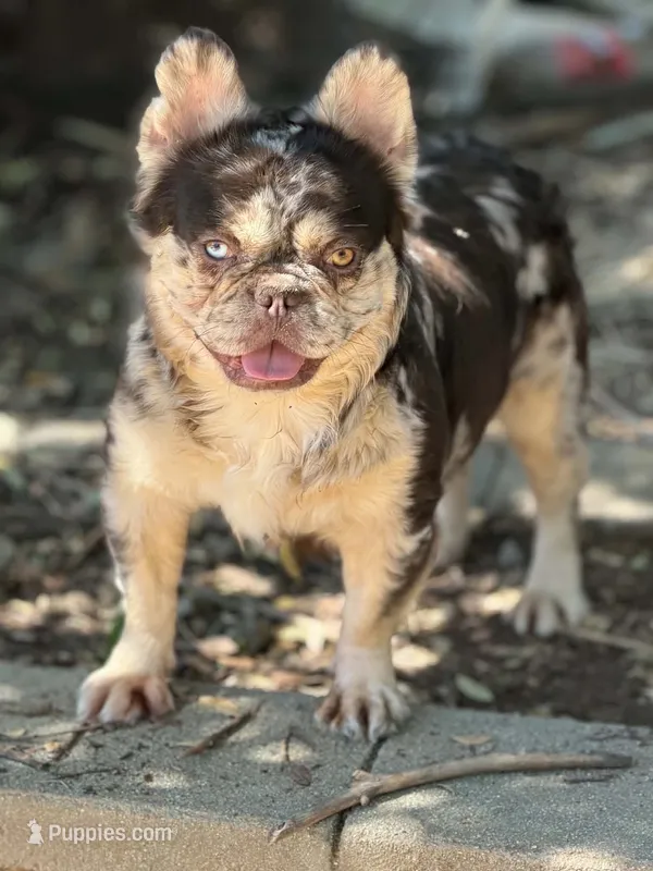 2tone – French Bulldog puppy for sale in Phoenix, AZ
