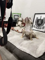 Bape , a male French Bulldog for sale in Phoenix, AZ – 2 of 3