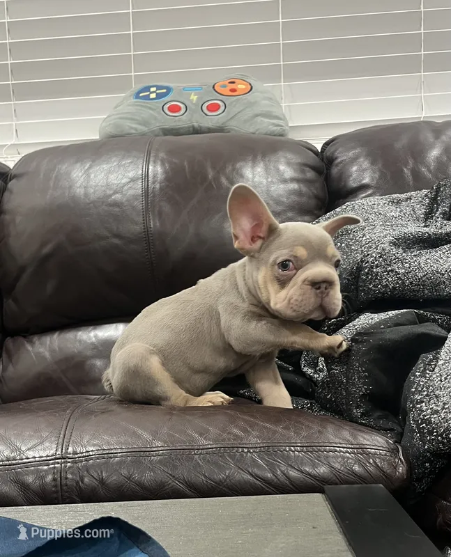 Gucci  – French Bulldog puppy for sale in Phoenix, AZ
