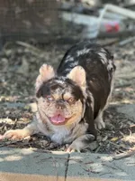 2tone, a male French Bulldog for sale in Phoenix, AZ – 2 of 2