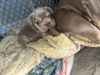 Gucci, a male French Bulldog for sale in Phoenix, AZ – 2 of 3