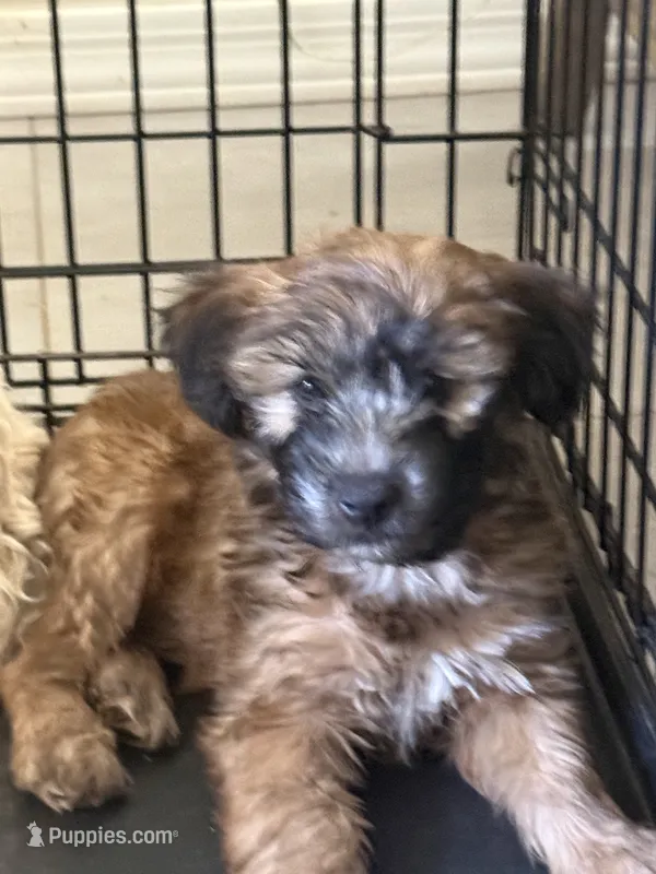 Soft coat  – Soft Coated Wheaten Terrier puppy for sale in Phoenix, AZ