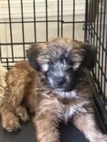 Soft coat , a female Soft Coated Wheaten Terrier for sale in Phoenix, AZ – 1 of 1