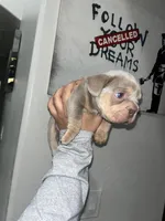Gucci, a male French Bulldog for sale in Phoenix, AZ – 3 of 3