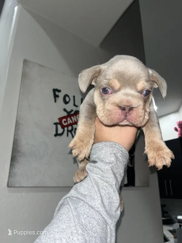 Gucci – French Bulldog puppy for sale in Phoenix, AZ