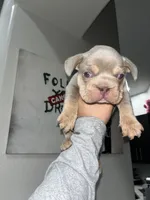 Gucci, a male French Bulldog for sale in Phoenix, AZ – 1 of 3