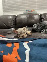 Gucci , a male French Bulldog for sale in Phoenix, AZ – 2 of 4